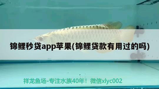 錦鯉秒貸app蘋果(錦鯉貸款有用過的嗎) 觀賞魚