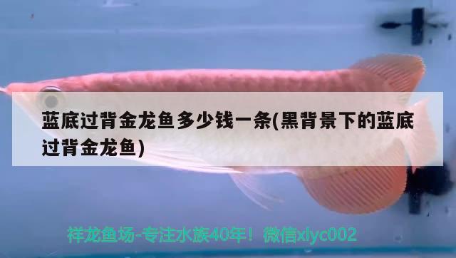 藍底過背金龍魚多少錢一條(黑背景下的藍底過背金龍魚)