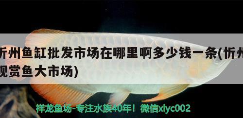 忻州魚(yú)缸批發(fā)市場(chǎng)在哪里啊多少錢(qián)一條(忻州觀賞魚(yú)大市場(chǎng))