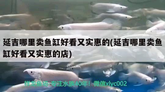 延吉哪里賣魚缸好看又實(shí)惠的(延吉哪里賣魚缸好看又實(shí)惠的店)