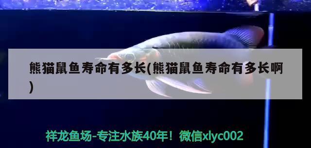 熊貓鼠魚壽命有多長(熊貓鼠魚壽命有多長啊)