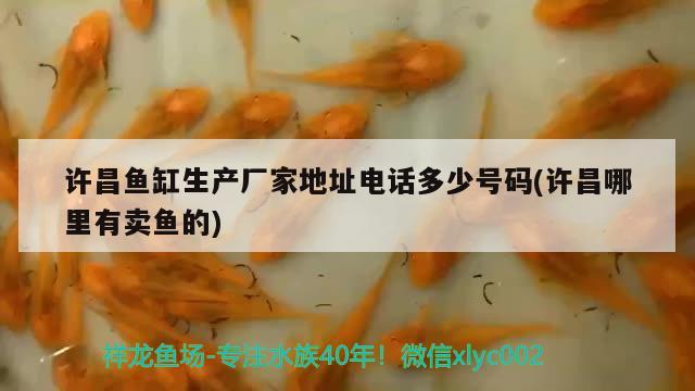 許昌魚缸生產(chǎn)廠家地址電話多少號(hào)碼(許昌哪里有賣魚的) 丹頂錦鯉魚