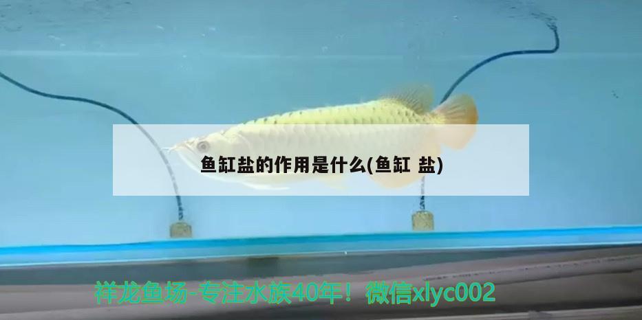 魚缸鹽的作用是什么(魚缸鹽)