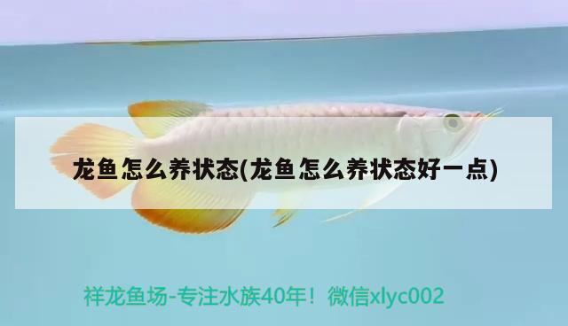 龍魚(yú)怎么養(yǎng)狀態(tài)(龍魚(yú)怎么養(yǎng)狀態(tài)好一點(diǎn))