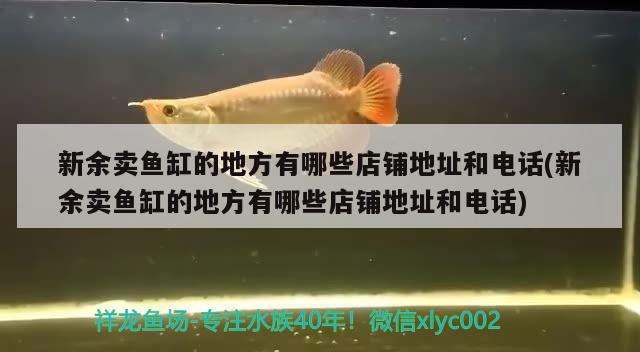 新余賣魚缸的地方有哪些店鋪地址和電話(新余賣魚缸的地方有哪些店鋪地址和電話) 藍(lán)帆三間魚