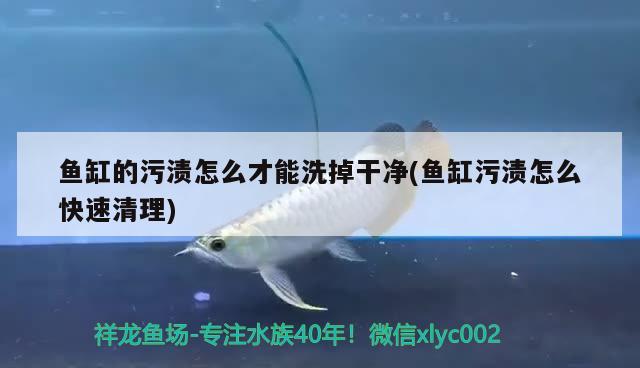 魚缸的污漬怎么才能洗掉干凈(魚缸污漬怎么快速清理) 泰龐海鰱魚