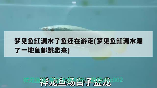 夢見魚缸漏水了魚還在游走(夢見魚缸漏水漏了一地魚都跳出來)