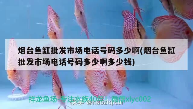 煙臺魚缸批發(fā)市場電話號碼多少啊(煙臺魚缸批發(fā)市場電話號碼多少啊多少錢)