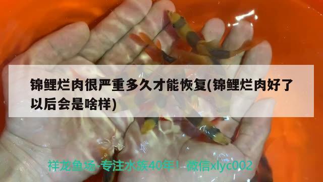 錦鯉爛肉很嚴(yán)重多久才能恢復(fù)(錦鯉爛肉好了以后會是啥樣)