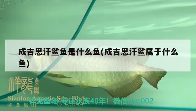 成吉思汗鯊魚是什么魚(成吉思汗鯊屬于什么魚)