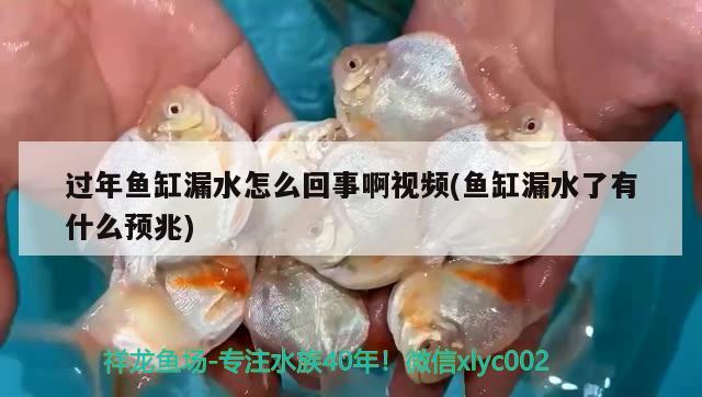 過(guò)年魚(yú)缸漏水怎么回事啊視頻(魚(yú)缸漏水了有什么預(yù)兆) iwish愛(ài)唯希品牌魚(yú)缸