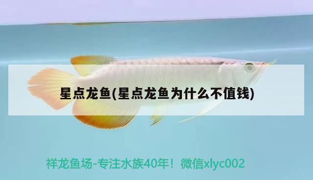 星點(diǎn)龍魚(星點(diǎn)龍魚為什么不值錢)