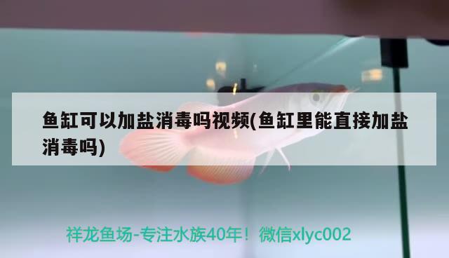 魚缸可以加鹽消毒嗎視頻(魚缸里能直接加鹽消毒嗎) 月光鴨嘴魚苗