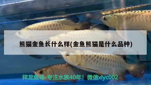 熊貓金魚長(zhǎng)什么樣(金魚熊貓是什么品種) 觀賞魚