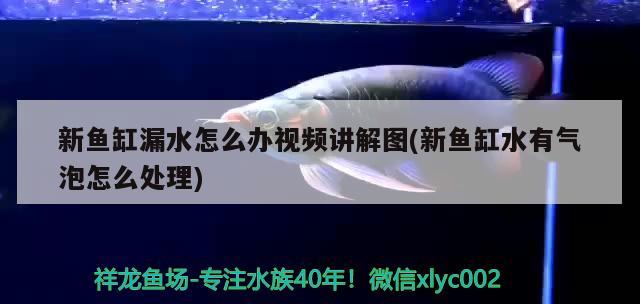 新魚缸漏水怎么辦視頻講解圖(新魚缸水有氣泡怎么處理)