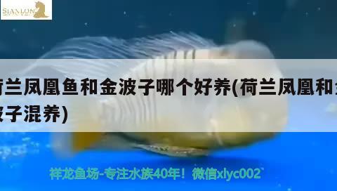 荷蘭鳳凰魚和金波子哪個好養(yǎng)(荷蘭鳳凰和金波子混養(yǎng)) 觀賞魚