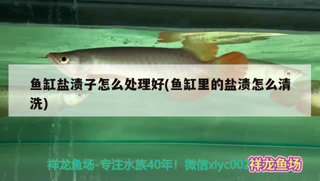 魚缸鹽漬子怎么處理好(魚缸里的鹽漬怎么清洗)