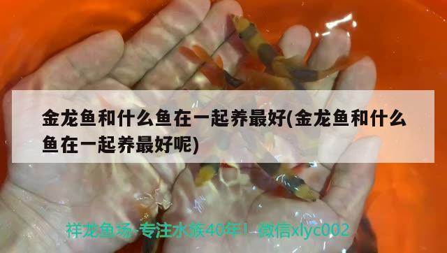 金龍魚和什么魚在一起養(yǎng)最好(金龍魚和什么魚在一起養(yǎng)最好呢)