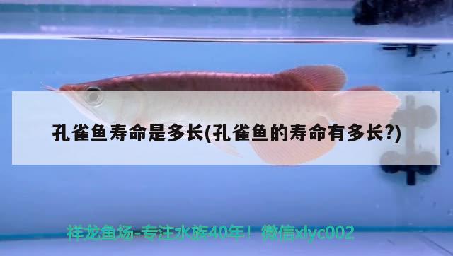 孔雀魚壽命是多長(孔雀魚的壽命有多長?)