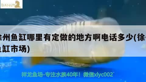 徐州魚缸哪里有定做的地方啊電話多少(徐州魚缸市場) 黃金夢幻雷龍魚