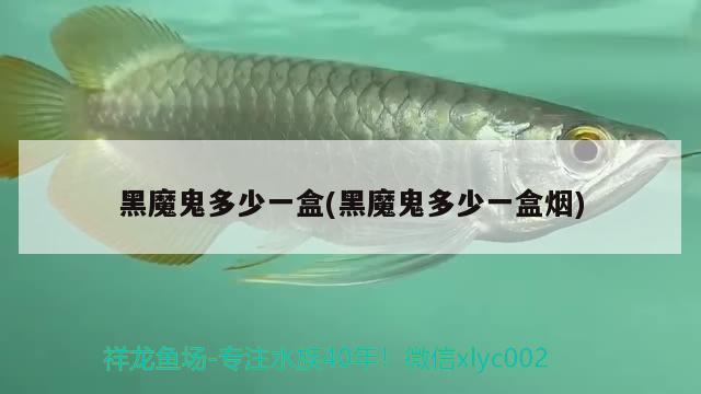 黑魔鬼多少一盒(黑魔鬼多少一盒煙) 觀賞魚 第2張