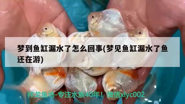 夢到魚缸漏水了怎么回事(夢見魚缸漏水了魚還在游) 斑馬鴨嘴魚苗