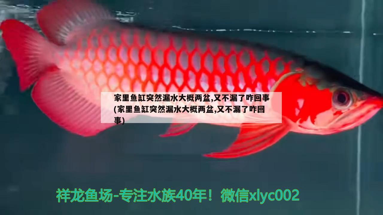 家里魚缸突然漏水大概兩盆,又不漏了咋回事(家里魚缸突然漏水大概兩盆,又不漏了咋回事)