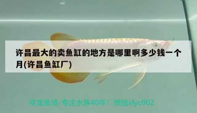 許昌最大的賣魚缸的地方是哪里啊多少錢一個月(許昌魚缸廠)