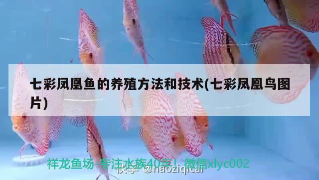 七彩鳳凰魚的養(yǎng)殖方法和技術(shù)(七彩鳳凰鳥圖片) 觀賞魚