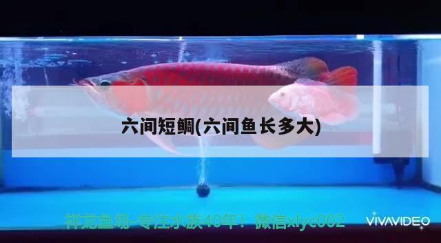 六間短鯛(六間魚長多大)