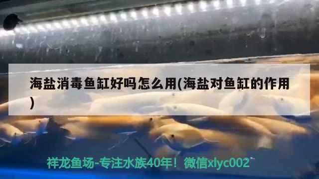 海鹽消毒魚缸好嗎怎么用(海鹽對魚缸的作用)