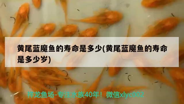 黃尾藍(lán)魔魚的壽命是多少(黃尾藍(lán)魔魚的壽命是多少歲)