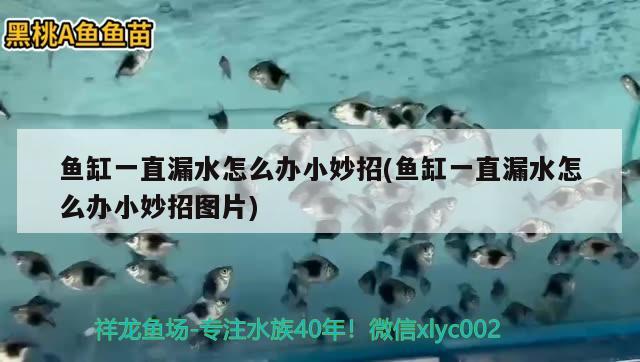 魚缸一直漏水怎么辦小妙招(魚缸一直漏水怎么辦小妙招圖片)