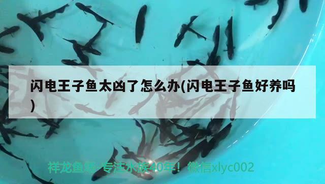 閃電王子魚太兇了怎么辦(閃電王子魚好養(yǎng)嗎) 觀賞魚