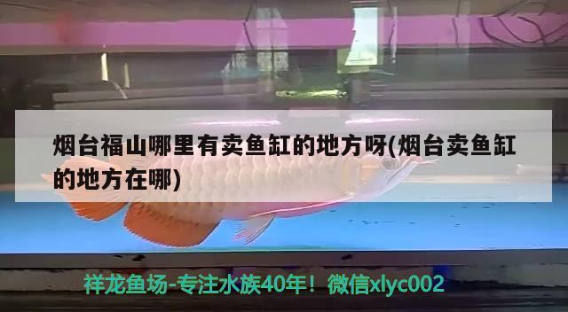 煙臺福山哪里有賣魚缸的地方呀(煙臺賣魚缸的地方在哪) 觀賞魚飼料