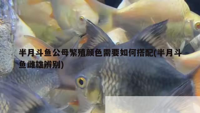 半月斗魚公母繁殖顏色需要如何搭配(半月斗魚雌雄辨別)