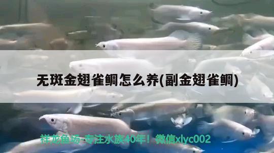 無(wú)斑金翅雀鯛怎么養(yǎng)(副金翅雀鯛) 觀賞魚