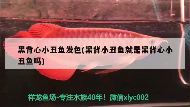 黑背心小丑魚發(fā)色(黑背小丑魚就是黑背心小丑魚嗎) 海水魚