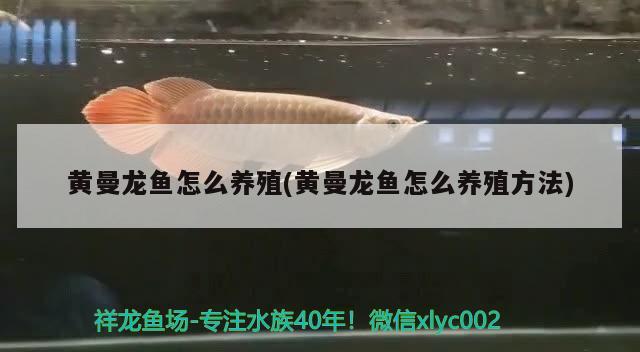 黃曼龍魚怎么養(yǎng)殖(黃曼龍魚怎么養(yǎng)殖方法)