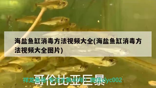 海鹽魚缸消毒方法視頻大全(海鹽魚缸消毒方法視頻大全圖片) 星點金龍魚