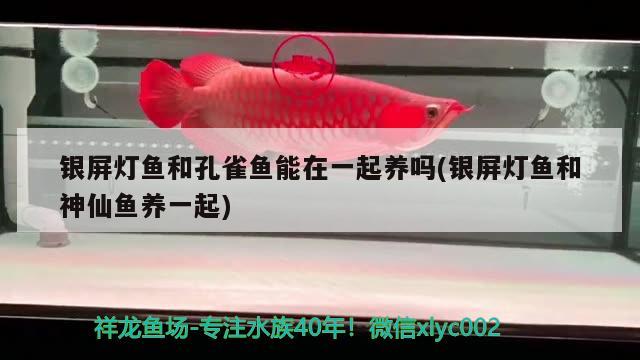 銀屏燈魚和孔雀魚能在一起養(yǎng)嗎(銀屏燈魚和神仙魚養(yǎng)一起)