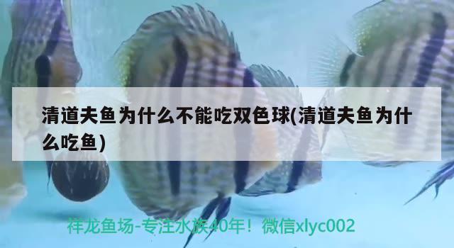 清道夫魚為什么不能吃雙色球(清道夫魚為什么吃魚)