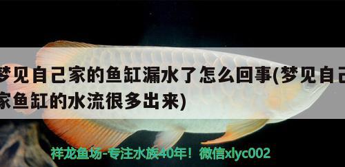 夢見自己家的魚缸漏水了怎么回事(夢見自己家魚缸的水流很多出來)