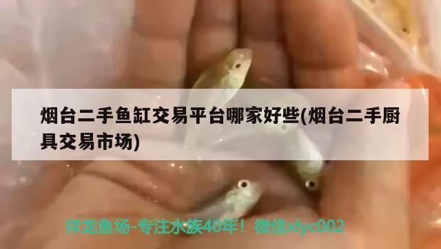 煙臺(tái)二手魚(yú)缸交易平臺(tái)哪家好些(煙臺(tái)二手廚具交易市場(chǎng)) 野生埃及神仙魚(yú)