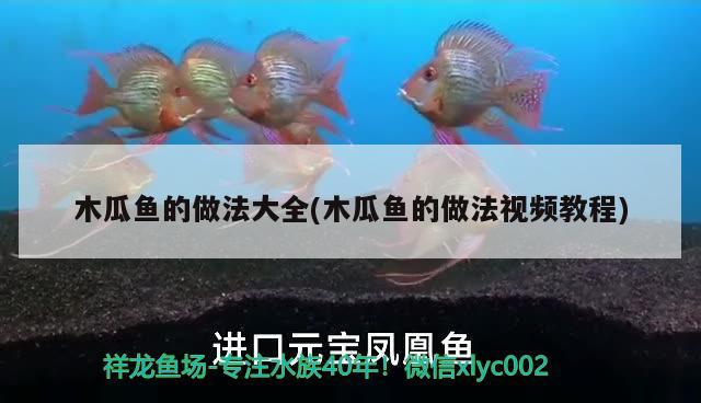 木瓜魚的做法大全(木瓜魚的做法視頻教程) 觀賞魚