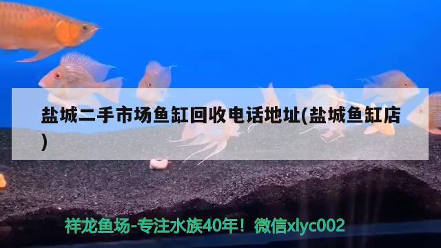 鹽城二手市場魚缸回收電話地址(鹽城魚缸店) 金老虎魚