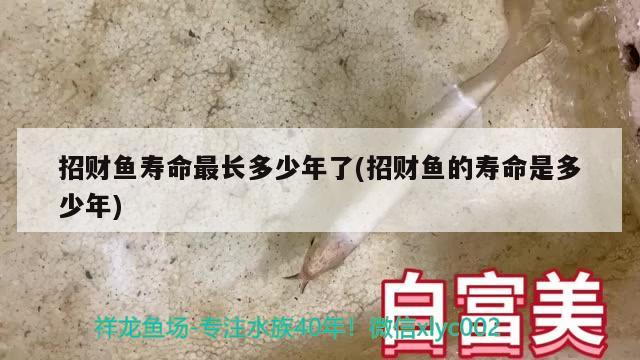 招財魚壽命最長多少年了(招財魚的壽命是多少年)