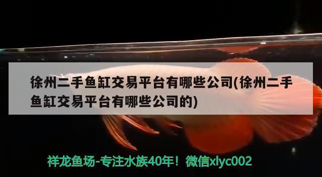 徐州二手魚缸交易平臺有哪些公司(徐州二手魚缸交易平臺有哪些公司的)