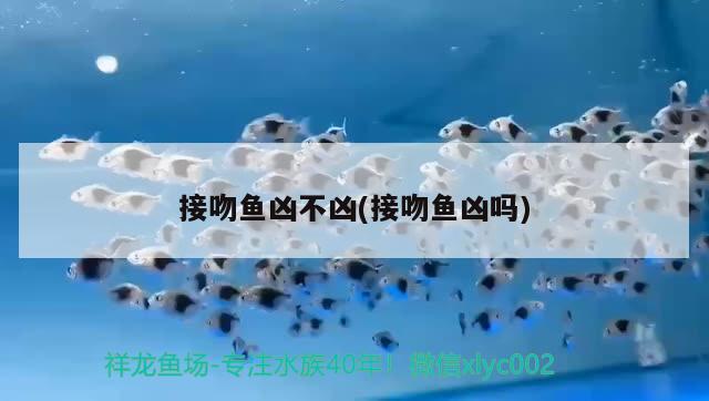 接吻魚兇不兇(接吻魚兇嗎) 觀賞魚