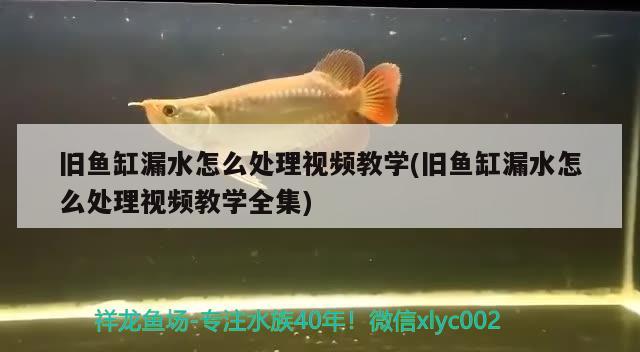 舊魚缸漏水怎么處理視頻教學(xué)(舊魚缸漏水怎么處理視頻教學(xué)全集)